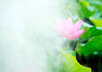 OMOM lotus,kamal gatta Seed(10 per packet)
