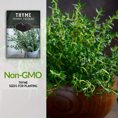 CYBEXIS PAU-62 - Thyme for Planting - (1350 Seeds) Seed(1350 per packet)