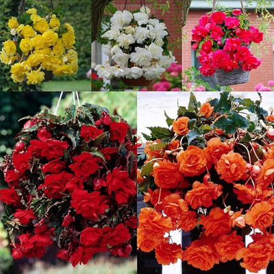 Leafy Heaven Hanging Begonia Double Mix Color Flower Bulbs For Summer Gardening Pack of 5 Seed(5 per packet)