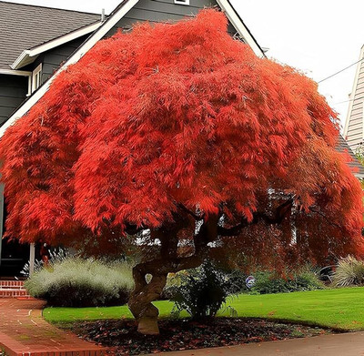 Earth Hopper 50+ SEEDS-Japanese Maple Tree Seeds For Sowing Home Garden Seeds-Bonsai Suitable Seed(50 per packet) Earth Hopper 50+ SEEDS-Japanese Maple Tree Seeds For Sowing Home Garden Seeds-Bonsai Suitable Seed(50 per packet)