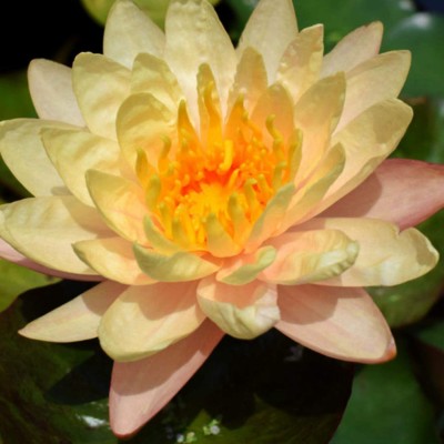 CYBEXIS NDIR-34 - Bowl Lotus (Water Lily Flower) - (270 Seeds) Seed(270 per packet)