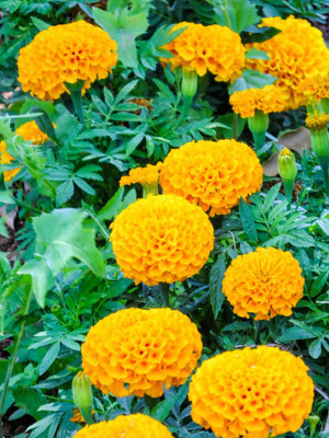 Aadhiyogi ayurvedha marigold/gende ka phool flower seeds Seed(75 per packet)