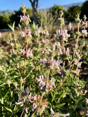 Qualtivate GBPT-1A Black Sage Seed(100 per packet)