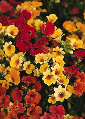 ACCELCROP Nemesia Strumosa Seeds - Two-Tone Seed(20 per packet)