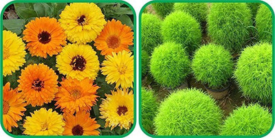 Aro Calendula Seed(10 per packet)