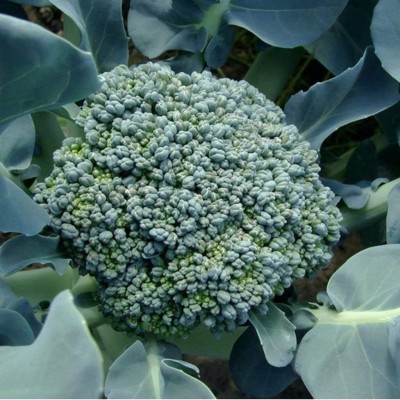 Qualtivate PUA-2A of Broccoli Waltham 30 Seed(300 per packet)