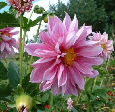 Arshiayat Dahlia hybrid flower seed 110 Seed(110 per packet)