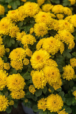 Ashish marigold/gende ka phool flower seeds Seed(75 per packet)