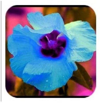 Qualtivate HUA-630 Adenium obesum Mixed Colours Seed(30 per packet)