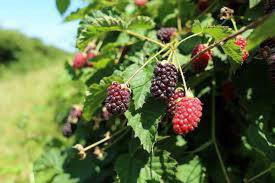 Oliver mulberry(shahatoot) Seed(57 per packet)
