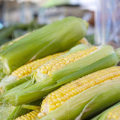 WILLVINE MAH -VIII Sweet Corn Seeds Fast-Growing-[100g] Seed(400 per packet)