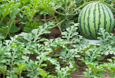 KNESSiN F1 Hybrid Petite Yellow Watermelon Seeds For Kitchen Gardening-(100 Seeds) Seed(100 per packet)