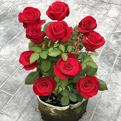 LPR GULAB ,ROSE Seed(100 per packet)
