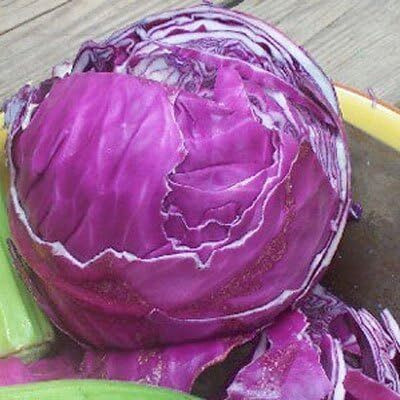 WILLVINE PUAS -XVI Red Acre Cabbage (Brassica oleracea) [2.5g] Seed(750 per packet)