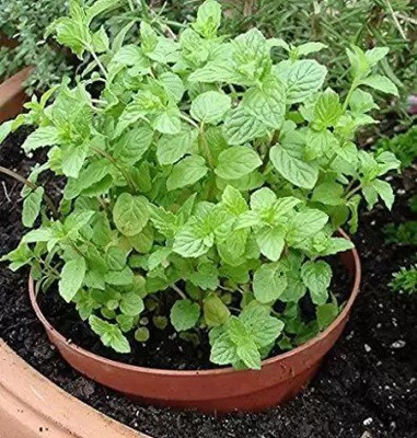 Aro Mint, Pudina Seed(50 per packet)