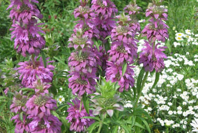 CYBEXIS GUA-83 - Lemon Bee Balm (Lemon Mint) - (2250 Seeds) Seed(2250 per packet)