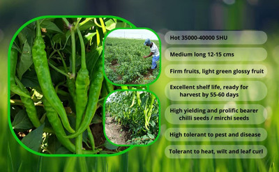 WILLVINE AMR -VII F1-132 chilli seeds | spicy chilli seeds[10gm, 2000 Seeds] Seed(2000 per packet)