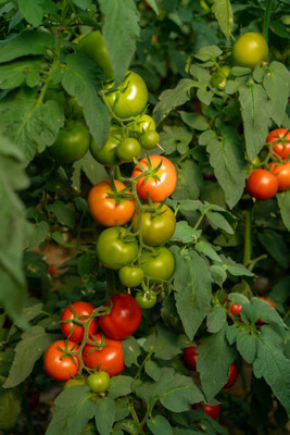 ME Traders tomato Seed(75 per packet)