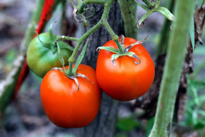 SHREENATHJI SEEDS FARM tomato Seed(60 per packet)