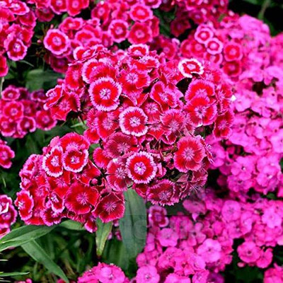 Epazo Hybrid Dahlia Double Flower Seed(140 per packet)