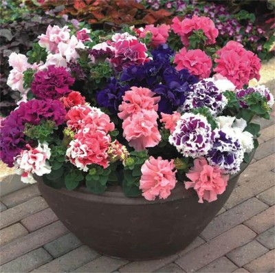 VibeX XLL-52 - Double Petals Petunia Flower Mixed Color - (540 Seeds) Seed(540 per packet)