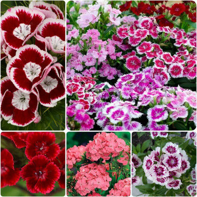 ACMS Mixed Sweet William Flower For Balcony And Home Garden Seed(75 per packet)