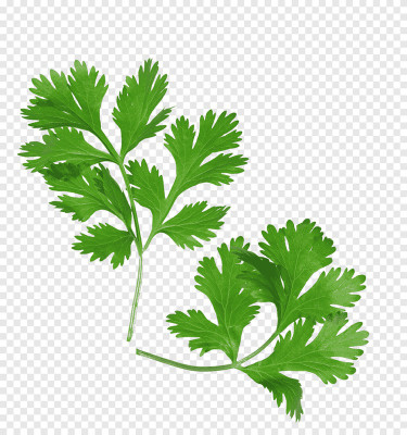 Cosmos Fresh Green Coriander (Dhaniya) Hybrid Quality Seed(100 per packet)