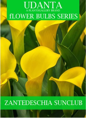 Udanta Zantedeschia - Imported Calla Lily Bulbs Golden Yellow - Set Of 4pcs (Sunclub) Seed(4 per packet)