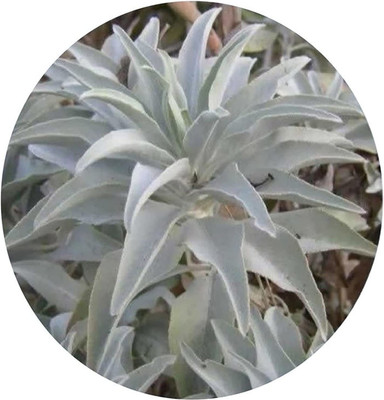 CYBEXIS VVI-4 - White Sage - (150 Seeds) Seed(150 per packet)