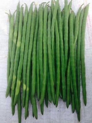 Aywal Drumstick/Sajna Moringa Seed(70 per packet)