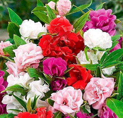 DEYS AGRO ™ Double Petal rose balsam flower seeds mix hybrid winter Bloom Seed(66 per packet)