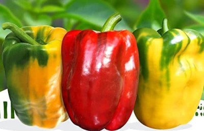 VibeX ® RXI-547 Sweet Bell Pepper Capsicum Rainbow Mix Seed(200 per packet)