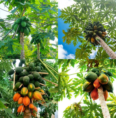sbains Red Lady 786 Papaya Seed no of seeds 94 Seed(94 per packet)