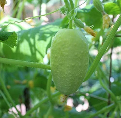 Qualtivate RES-4A Dragon's Egg Cucumber Seeds Seed(300 per packet)