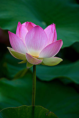 Earth Hopper lotus,kamal gatta Seed(11 per packet)