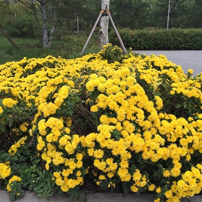 CYBEXIS PAU-45 - Yellow Ground-Cover Garden Yard Carpet Chrysanthemum - (30 Seeds) Seed(30 per packet)
