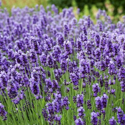 MOOFGA Lavender Lavandula Angustifolia Vera Herb Purple Flower Seed(80 per packet)