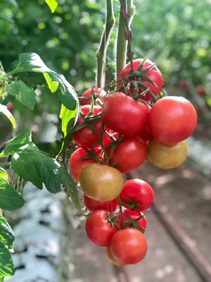 ORAKLE tomato Seed(90 per packet)