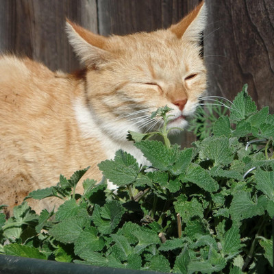 Qualtivate PAU-20 Catnip Seeds (Nepeta cataria) Seed(1000 per packet)