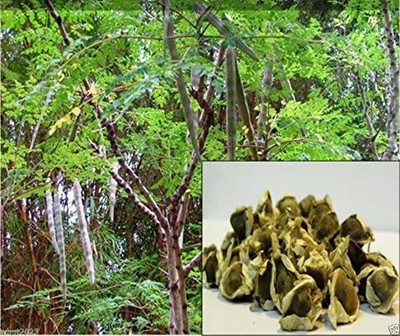 CYBEXIS VVI-72 - Moringa PKM 2 Hybrid (Drumstick) - (1350 Seeds) Seed(1350 per packet)