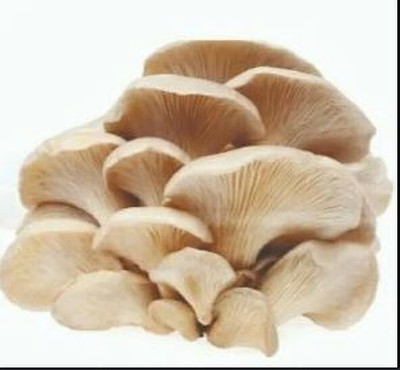 SUPRIKAM FULL OF NUTRANT FLESHY OYSTER MASHROOM SPAWN/ Seed(50 per packet)