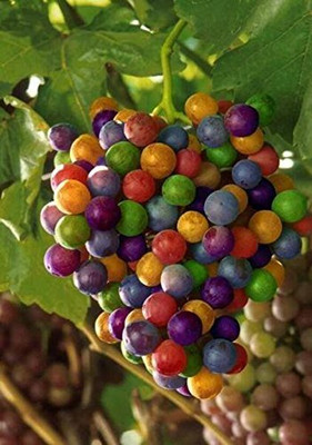 Aywal Grapes Fruit, Black Grapes Seed(10 per packet)