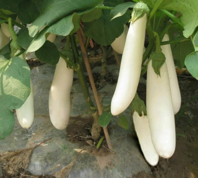 UGRA Thai White Long Eggplant Seed Seed(150 per packet)