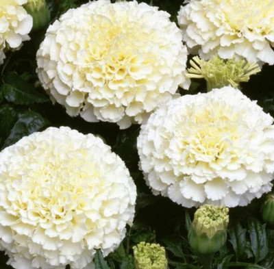 BALA PLANT CREATION Marigold Seed(50 per packet)