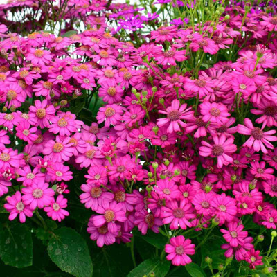 Mozette Exotic cineraria Seed(19 per packet)
