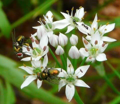 CYBEXIS KGF -37 - Chinese Garlic Chives - (2250 Seeds) Seed(2250 per packet)