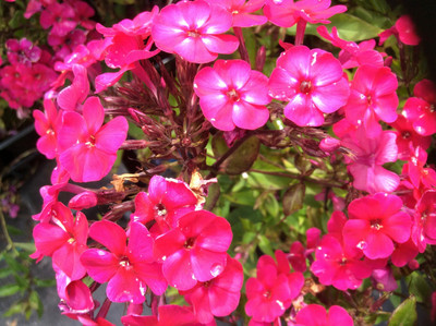 XOLDA Exotic phlox twinkle Seed(39 per packet)