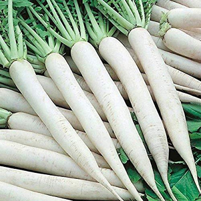 KNESSiN Desi Pusa Chekti Long Radish[600 Seeds] Seed(600 per packet)