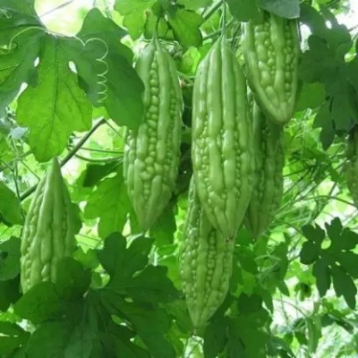 Aro Bitter Gourd, Karela Seed(100 per packet)