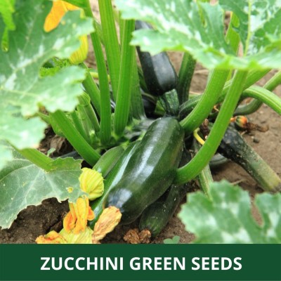 VibeX ® RXI-613 ZUCCHINI -GREEN -SUMMER SQUASH Seed(100 per packet)